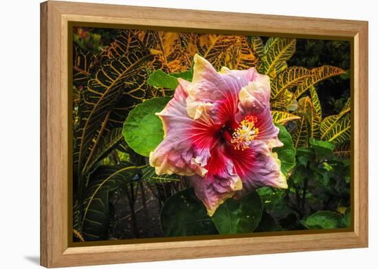 Hibiscus Flower in the Galaxy Garden, Paleaku Gardens Peace Sanctuary, Hawaii, Usa-Russ Bishop-Framed Premier Image Canvas