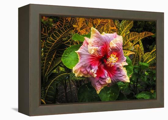 Hibiscus Flower in the Galaxy Garden, Paleaku Gardens Peace Sanctuary, Hawaii, Usa-Russ Bishop-Framed Premier Image Canvas