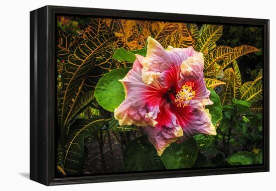 Hibiscus Flower in the Galaxy Garden, Paleaku Gardens Peace Sanctuary, Hawaii, Usa-Russ Bishop-Framed Premier Image Canvas