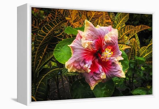 Hibiscus Flower in the Galaxy Garden, Paleaku Gardens Peace Sanctuary, Hawaii, Usa-Russ Bishop-Framed Premier Image Canvas