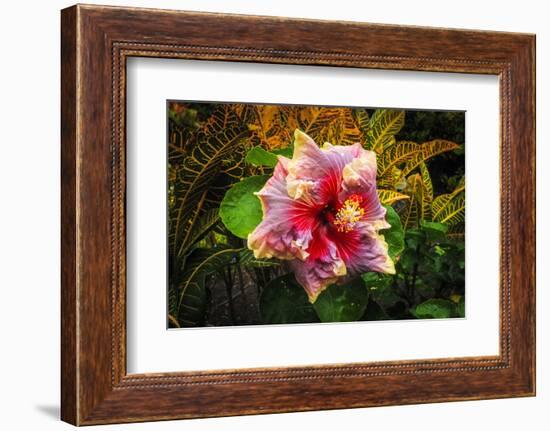 Hibiscus Flower in the Galaxy Garden, Paleaku Gardens Peace Sanctuary, Hawaii, Usa-Russ Bishop-Framed Photographic Print