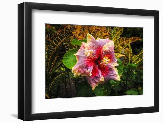 Hibiscus Flower in the Galaxy Garden, Paleaku Gardens Peace Sanctuary, Hawaii, Usa-Russ Bishop-Framed Photographic Print