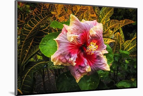 Hibiscus Flower in the Galaxy Garden, Paleaku Gardens Peace Sanctuary, Hawaii, Usa-Russ Bishop-Mounted Photographic Print