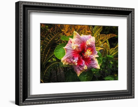 Hibiscus Flower in the Galaxy Garden, Paleaku Gardens Peace Sanctuary, Hawaii, Usa-Russ Bishop-Framed Photographic Print