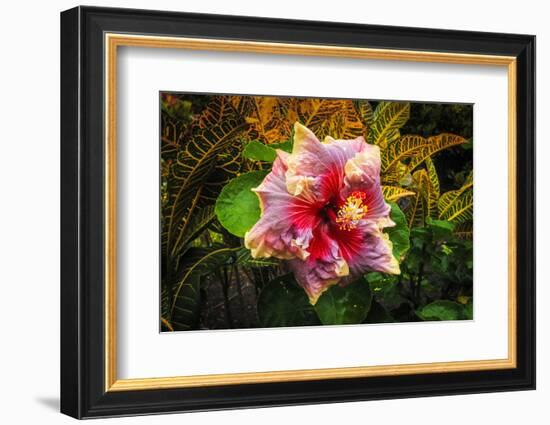 Hibiscus Flower in the Galaxy Garden, Paleaku Gardens Peace Sanctuary, Hawaii, Usa-Russ Bishop-Framed Photographic Print