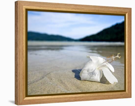 Hibiscus Flower on Beach, Perhentian Islands, Malaysia, Southeast Asia-Porteous Rod-Framed Premier Image Canvas