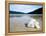 Hibiscus Flower on Beach, Perhentian Islands, Malaysia, Southeast Asia-Porteous Rod-Framed Premier Image Canvas