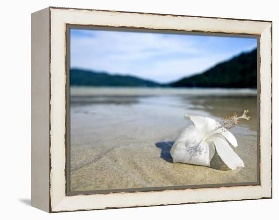 Hibiscus Flower on Beach, Perhentian Islands, Malaysia, Southeast Asia-Porteous Rod-Framed Premier Image Canvas