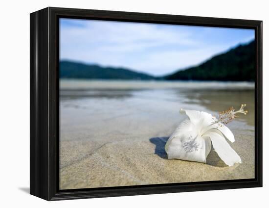 Hibiscus Flower on Beach, Perhentian Islands, Malaysia, Southeast Asia-Porteous Rod-Framed Premier Image Canvas