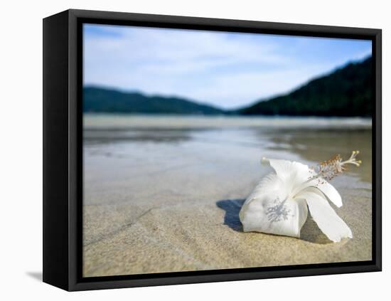 Hibiscus Flower on Beach, Perhentian Islands, Malaysia, Southeast Asia-Porteous Rod-Framed Premier Image Canvas
