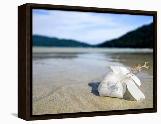 Hibiscus Flower on Beach, Perhentian Islands, Malaysia, Southeast Asia-Porteous Rod-Framed Premier Image Canvas