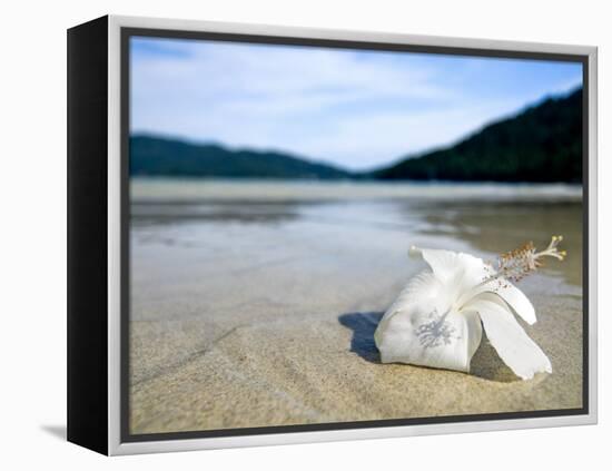 Hibiscus Flower on Beach, Perhentian Islands, Malaysia, Southeast Asia-Porteous Rod-Framed Premier Image Canvas