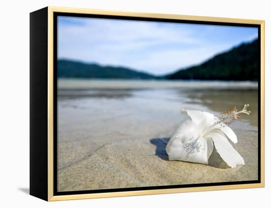 Hibiscus Flower on Beach, Perhentian Islands, Malaysia, Southeast Asia-Porteous Rod-Framed Premier Image Canvas