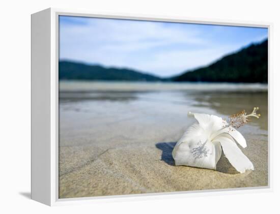 Hibiscus Flower on Beach, Perhentian Islands, Malaysia, Southeast Asia-Porteous Rod-Framed Premier Image Canvas