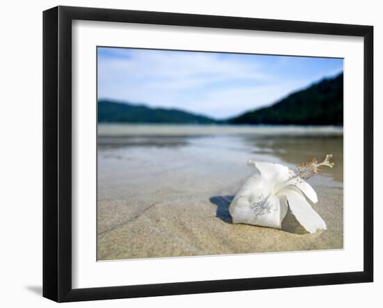 Hibiscus Flower on Beach, Perhentian Islands, Malaysia, Southeast Asia-Porteous Rod-Framed Photographic Print