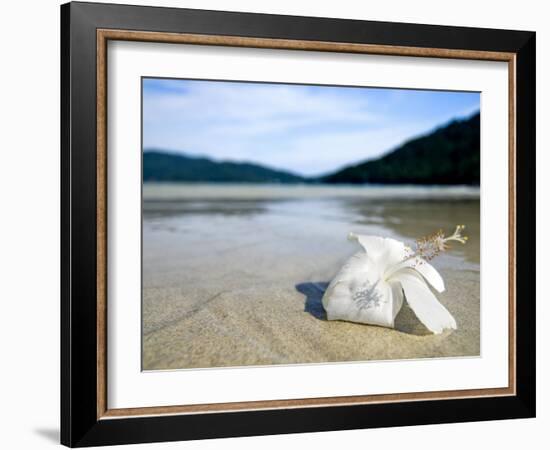 Hibiscus Flower on Beach, Perhentian Islands, Malaysia, Southeast Asia-Porteous Rod-Framed Photographic Print