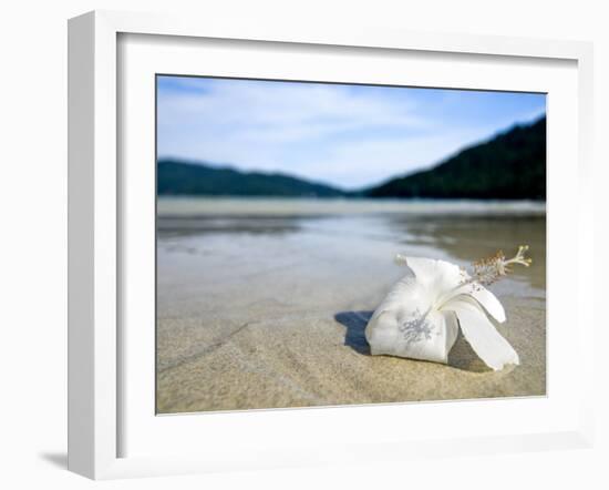 Hibiscus Flower on Beach, Perhentian Islands, Malaysia, Southeast Asia-Porteous Rod-Framed Photographic Print