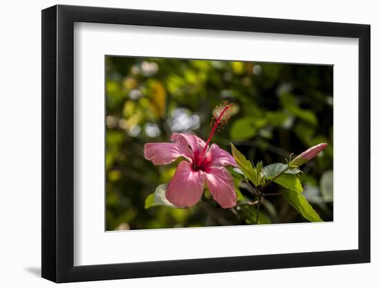 Hibiscus Flower, Roatan, Honduras-Jim Engelbrecht-Framed Photographic Print