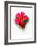 Hibiscus Flower-Rich LaPenna-Framed Giclee Print