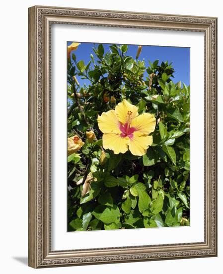 Hibiscus Flowers, Hotel Tecini, Santiago, La Gomera, Canary Islands, Atlantic, Spain, Africa-Harding Robert-Framed Photographic Print