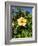 Hibiscus Flowers, Hotel Tecini, Santiago, La Gomera, Canary Islands, Atlantic, Spain, Africa-Harding Robert-Framed Photographic Print