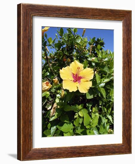 Hibiscus Flowers, Hotel Tecini, Santiago, La Gomera, Canary Islands, Atlantic, Spain, Africa-Harding Robert-Framed Photographic Print