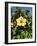 Hibiscus Flowers, Hotel Tecini, Santiago, La Gomera, Canary Islands, Atlantic, Spain, Africa-Harding Robert-Framed Photographic Print