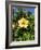 Hibiscus Flowers, Hotel Tecini, Santiago, La Gomera, Canary Islands, Atlantic, Spain, Africa-Harding Robert-Framed Photographic Print