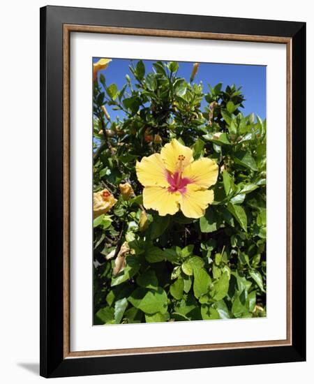 Hibiscus Flowers, Hotel Tecini, Santiago, La Gomera, Canary Islands, Atlantic, Spain, Africa-Harding Robert-Framed Photographic Print