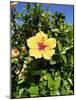 Hibiscus Flowers, Hotel Tecini, Santiago, La Gomera, Canary Islands, Atlantic, Spain, Africa-Harding Robert-Mounted Photographic Print