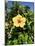 Hibiscus Flowers, Hotel Tecini, Santiago, La Gomera, Canary Islands, Atlantic, Spain, Africa-Harding Robert-Mounted Photographic Print
