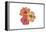 Hibiscus Flowers - Icon-Lantern Press-Framed Stretched Canvas