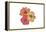 Hibiscus Flowers - Icon-Lantern Press-Framed Stretched Canvas