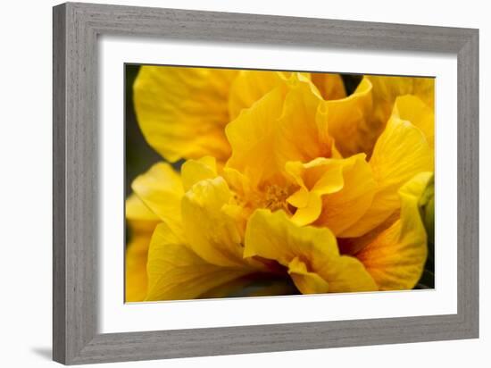 Hibiscus Folds-Chris Moyer-Framed Photographic Print