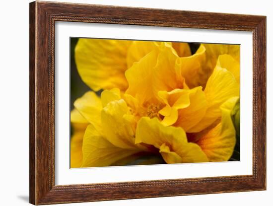 Hibiscus Folds-Chris Moyer-Framed Photographic Print