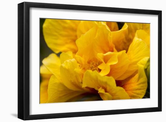 Hibiscus Folds-Chris Moyer-Framed Photographic Print