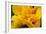 Hibiscus Folds-Chris Moyer-Framed Photographic Print