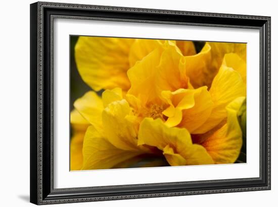 Hibiscus Folds-Chris Moyer-Framed Photographic Print