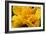 Hibiscus Folds-Chris Moyer-Framed Photographic Print