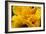 Hibiscus Folds-Chris Moyer-Framed Photographic Print