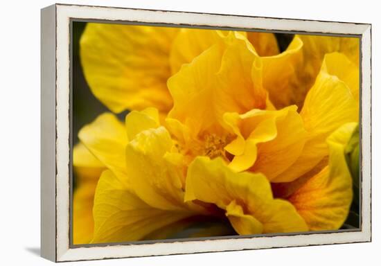 Hibiscus Folds-Chris Moyer-Framed Premier Image Canvas