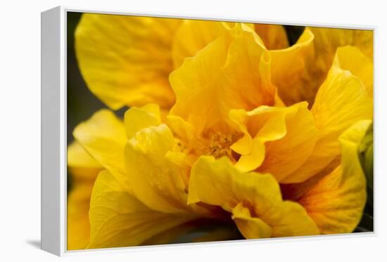 Hibiscus Folds-Chris Moyer-Framed Premier Image Canvas