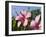 Hibiscus, Goa, India, Asia-Stuart Black-Framed Photographic Print