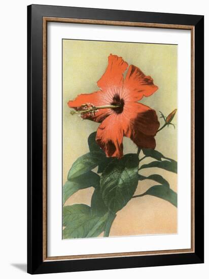 Hibiscus, Hawaii-null-Framed Art Print