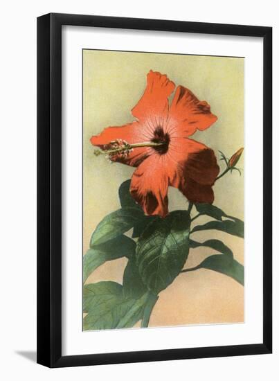 Hibiscus, Hawaii-null-Framed Art Print