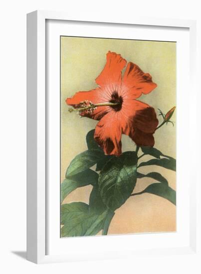 Hibiscus, Hawaii-null-Framed Art Print