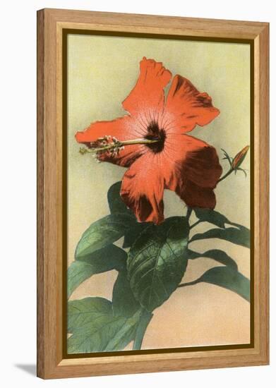 Hibiscus, Hawaii-null-Framed Stretched Canvas