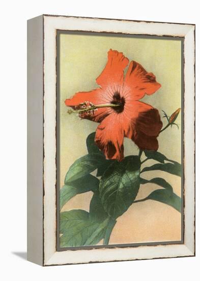 Hibiscus, Hawaii-null-Framed Stretched Canvas