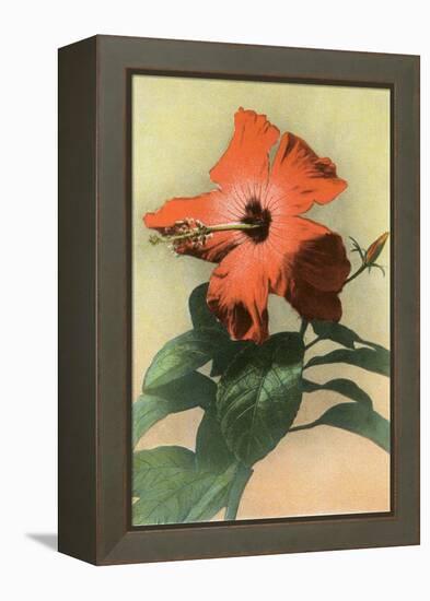 Hibiscus, Hawaii-null-Framed Stretched Canvas