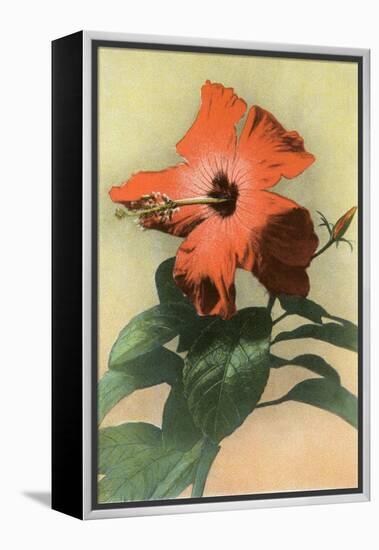 Hibiscus, Hawaii-null-Framed Stretched Canvas